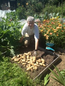 Potato Harvest 2016